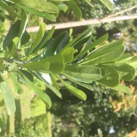 Euphorbia neriifolia L.